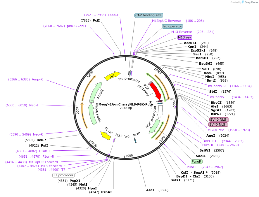 69548-plasmid-map-sequence-id-122974