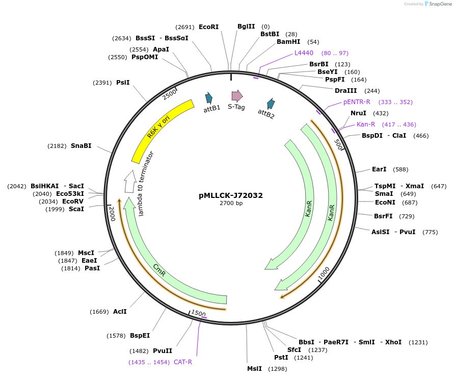 26177-plasmid-map-sequence-id-12298