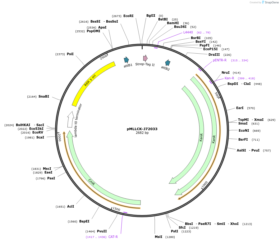 26178-plasmid-map-sequence-id-12299