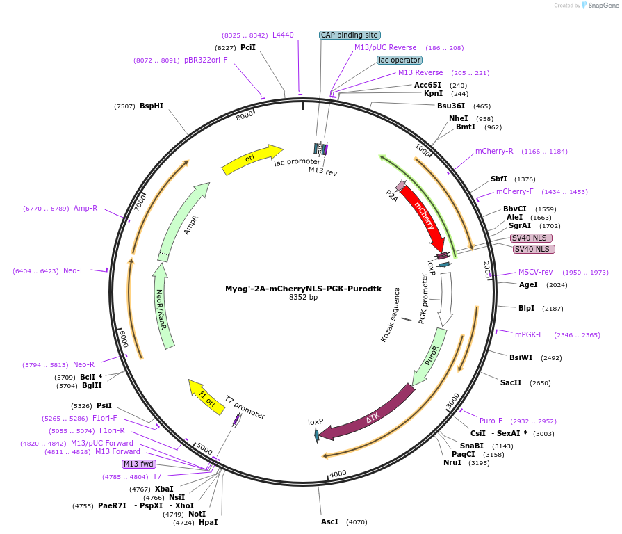 69547-plasmid-map-sequence-id-122991