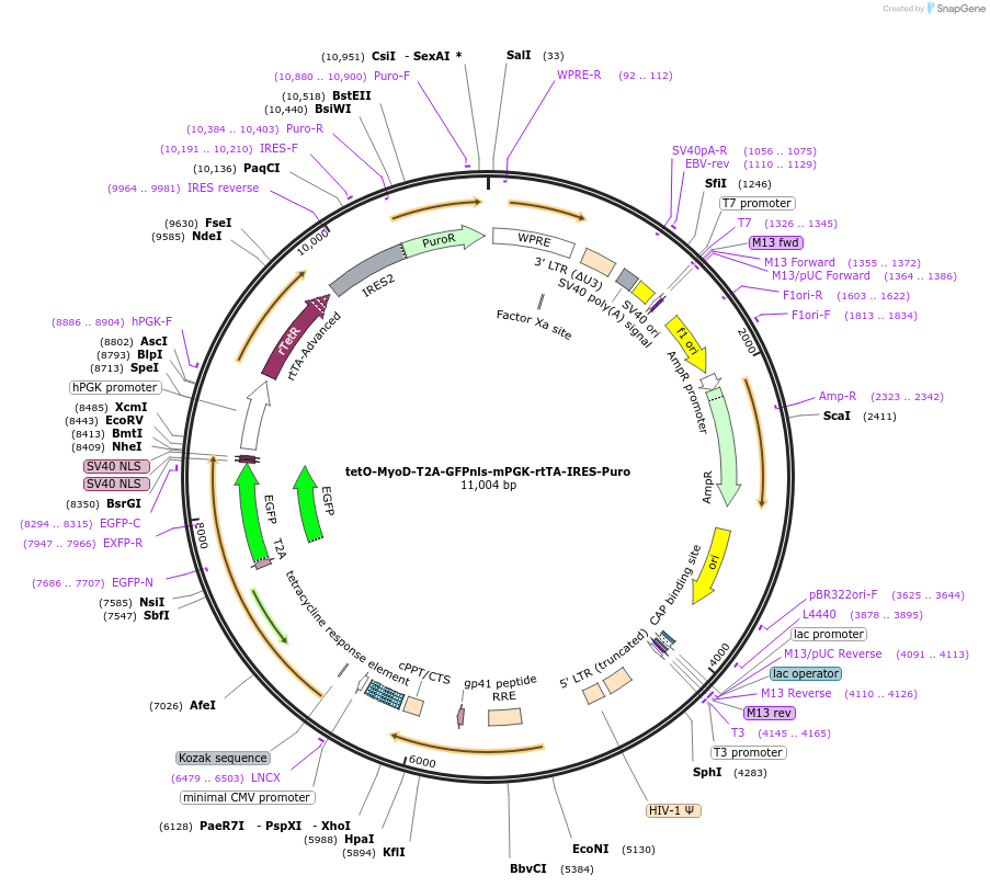 69546-plasmid-map-sequence-id-122992