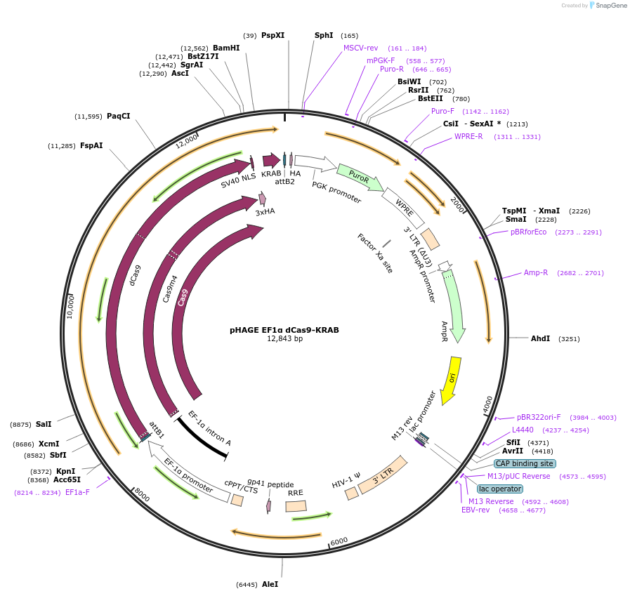 50919-plasmid-map-sequence-id-122995