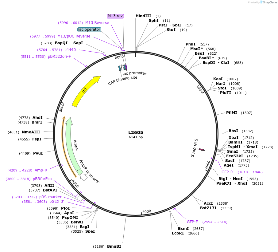 1513-plasmid-map-sequence-id-123