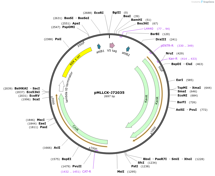 26180-plasmid-map-sequence-id-12301