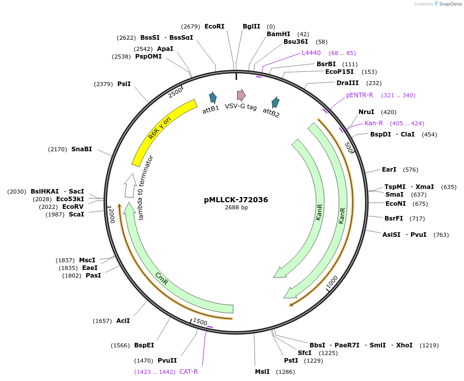 26181-plasmid-map-sequence-id-12302
