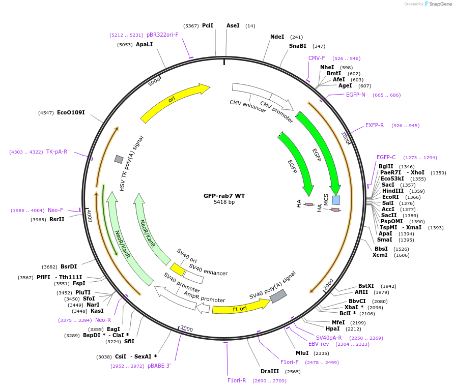 12605-plasmid-map-sequence-id-123023