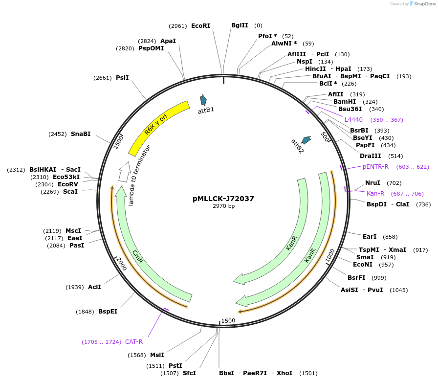 26182-plasmid-map-sequence-id-12303