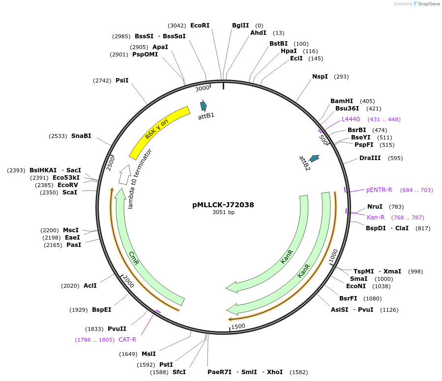 26183-plasmid-map-sequence-id-12304