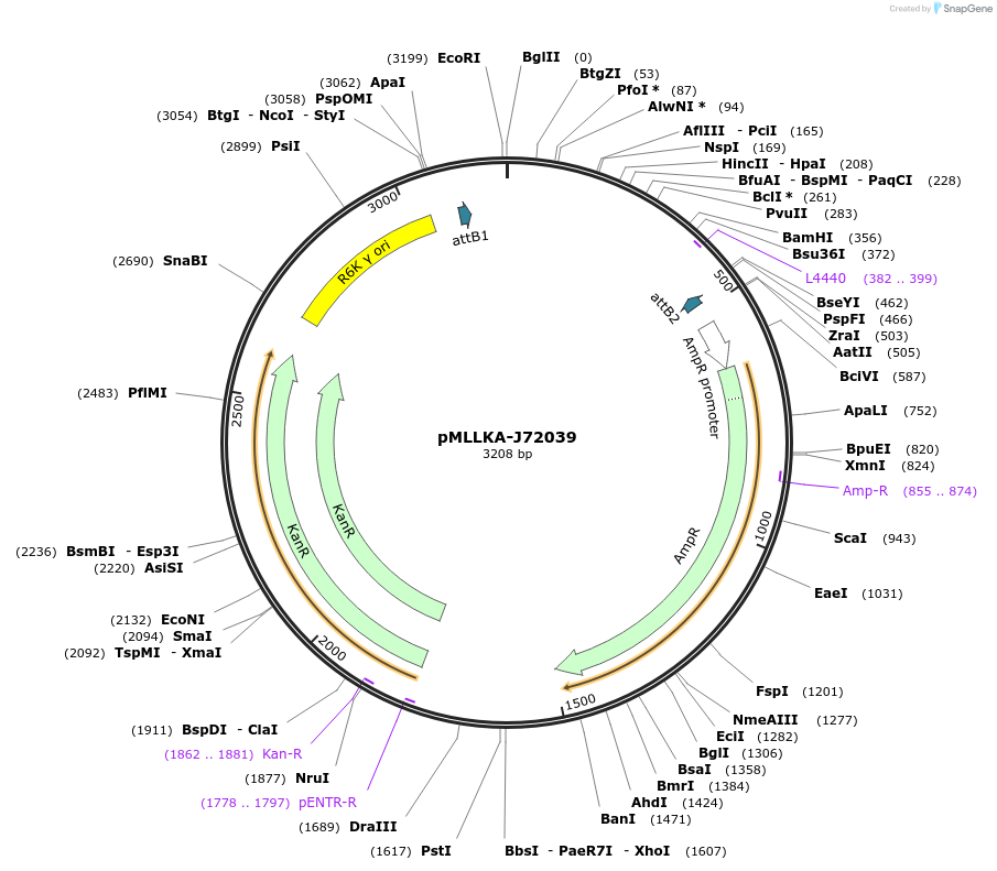 26184-plasmid-map-sequence-id-12305