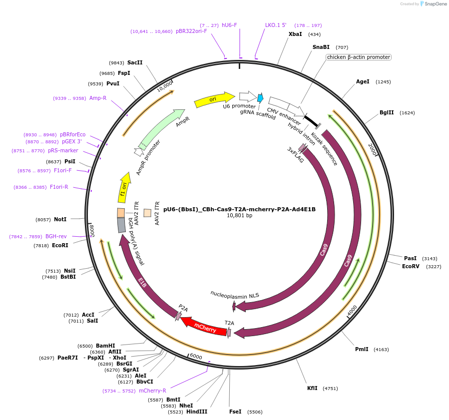 64221-plasmid-map-sequence-id-123056