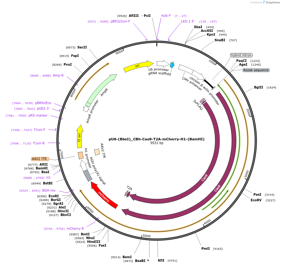 64217-plasmid-map-sequence-id-123057