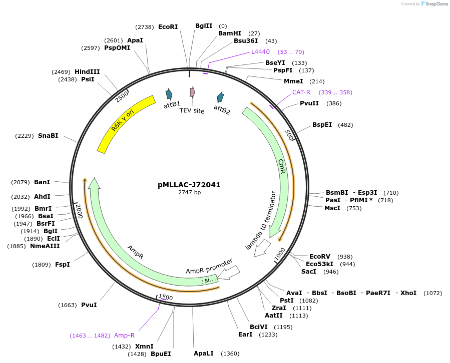 26186-plasmid-map-sequence-id-12307
