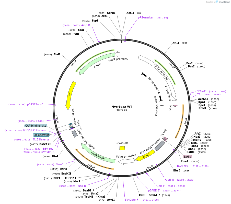 68553-plasmid-map-sequence-id-123073