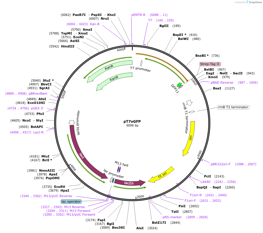 69346-plasmid-map-sequence-id-123078