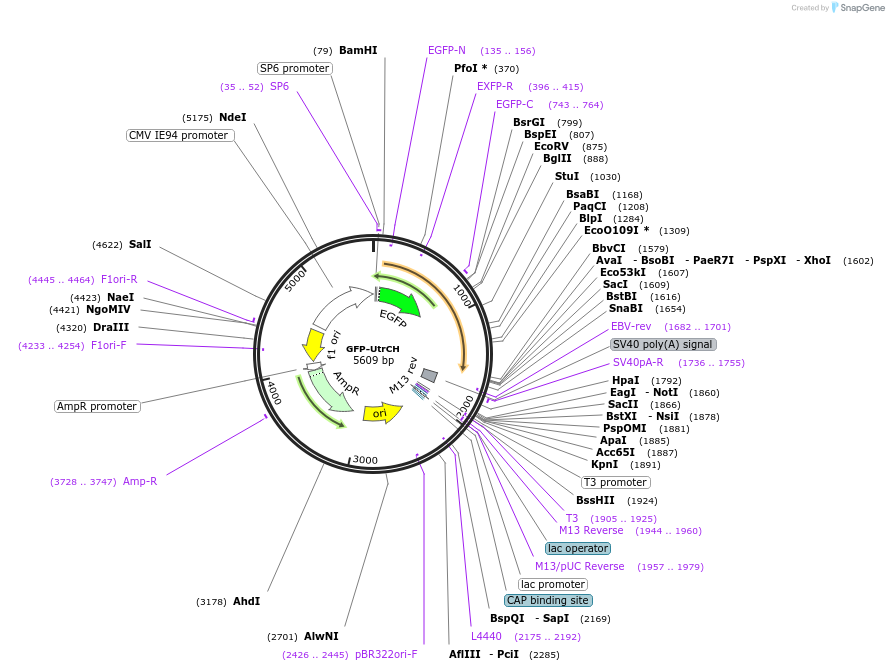 26737-plasmid-map-sequence-id-123090