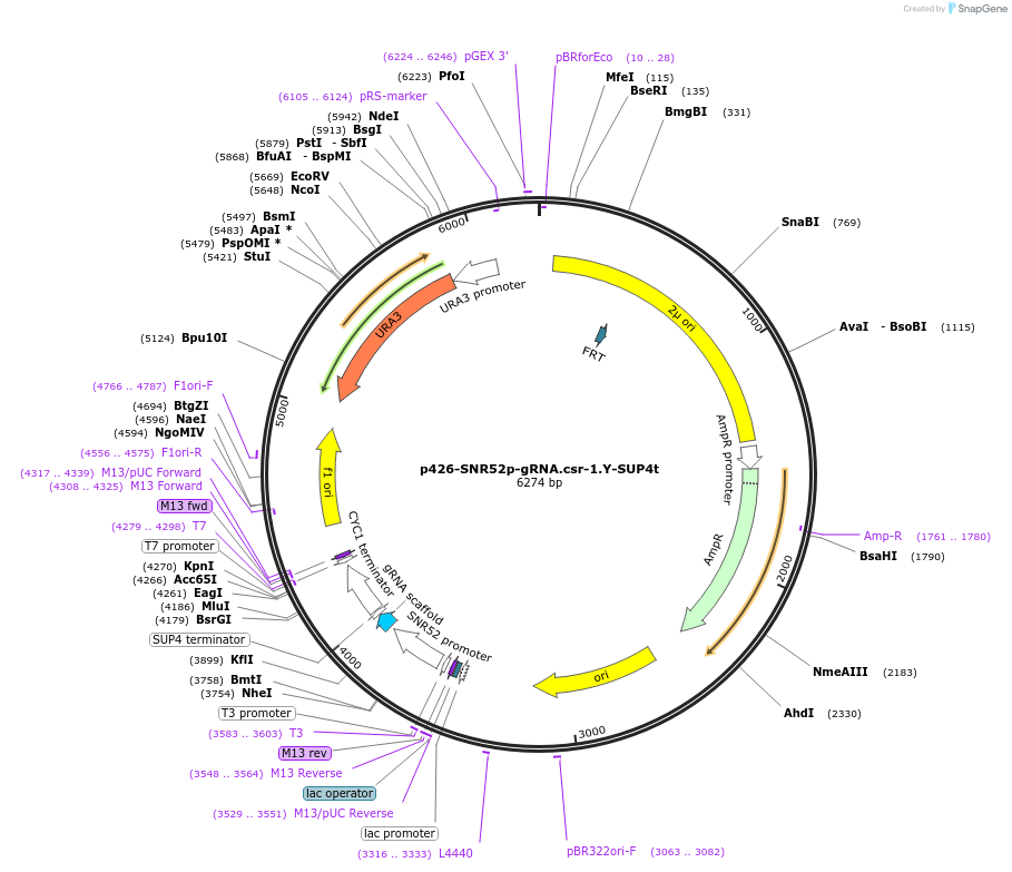 68060-plasmid-map-sequence-id-123094