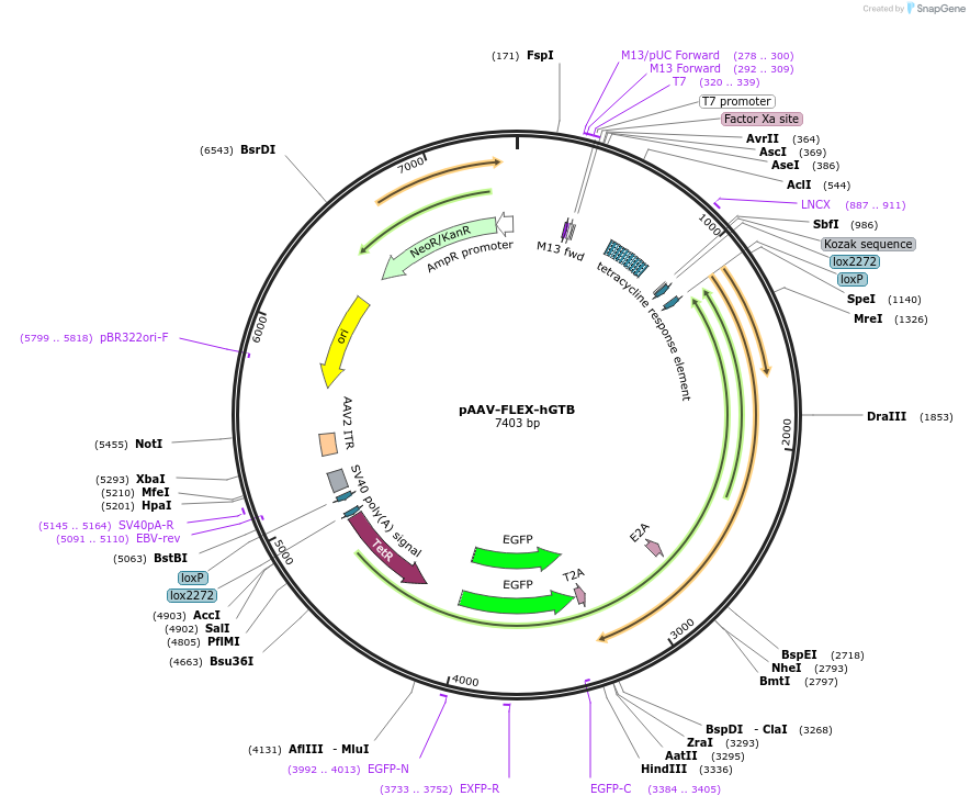 26196-plasmid-map-sequence-id-12314