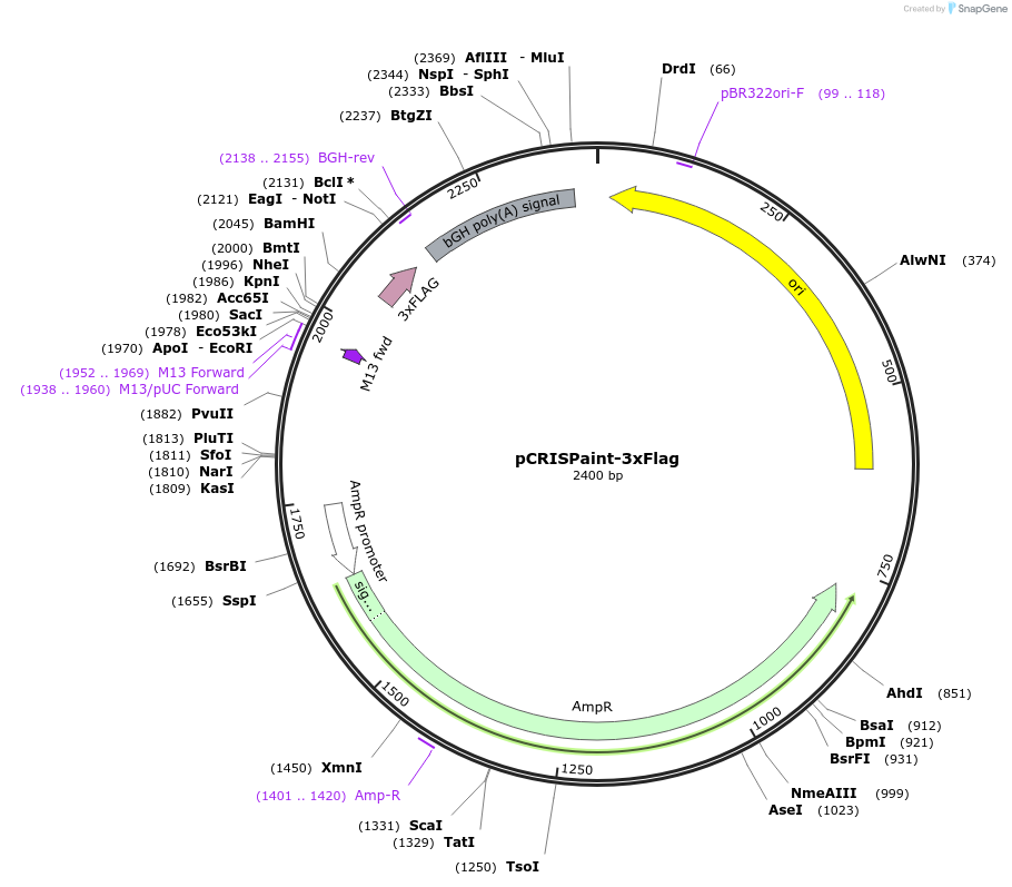 67170-plasmid-map-sequence-id-123169