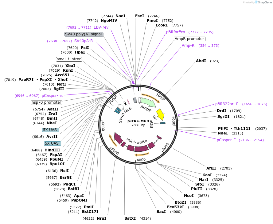 26213-plasmid-map-sequence-id-12317