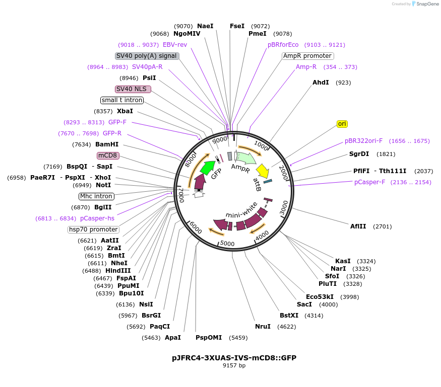26217-plasmid-map-sequence-id-12321