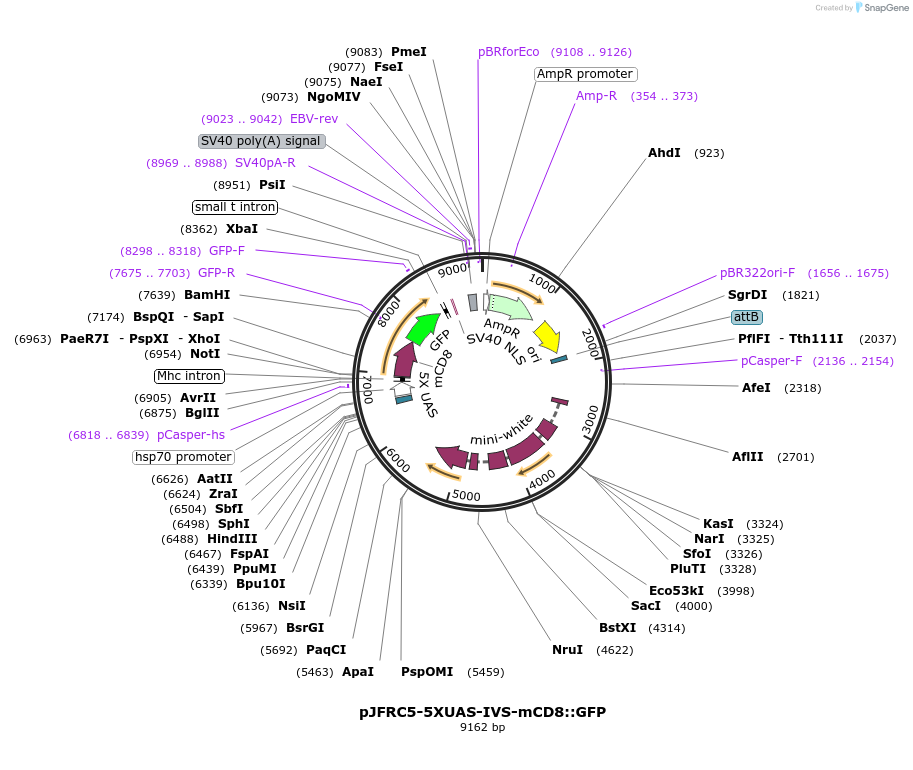 26218-plasmid-map-sequence-id-12322