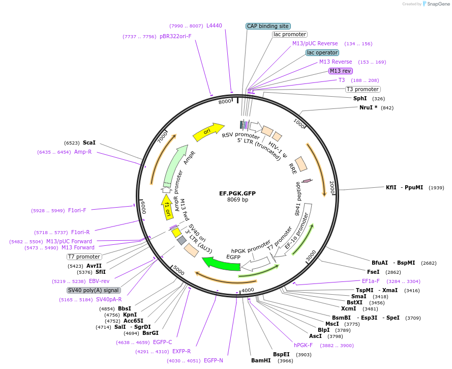 17618-plasmid-map-sequence-id-123220