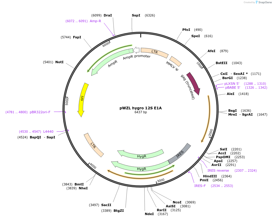 18748-plasmid-map-sequence-id-123229