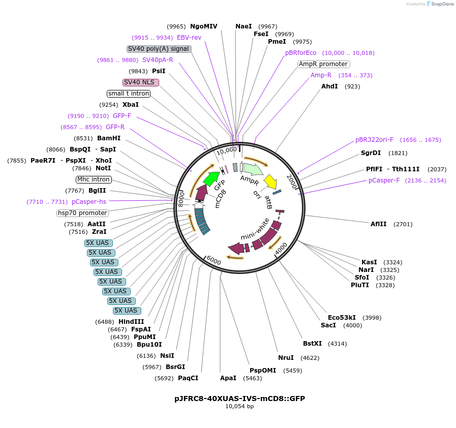 26221-plasmid-map-sequence-id-12325