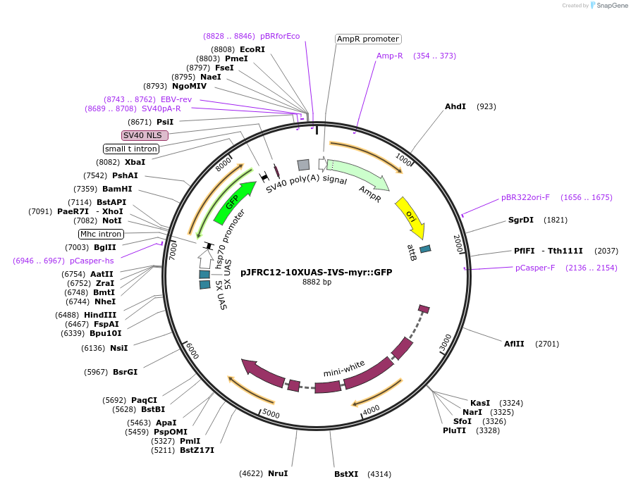 26222-plasmid-map-sequence-id-12326