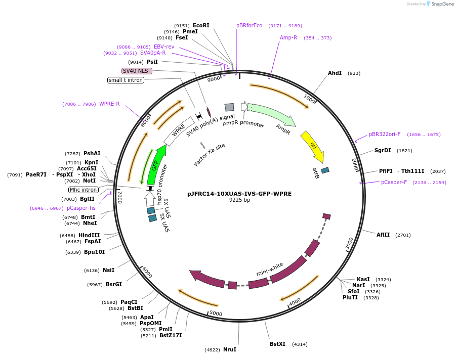 26223-plasmid-map-sequence-id-12327