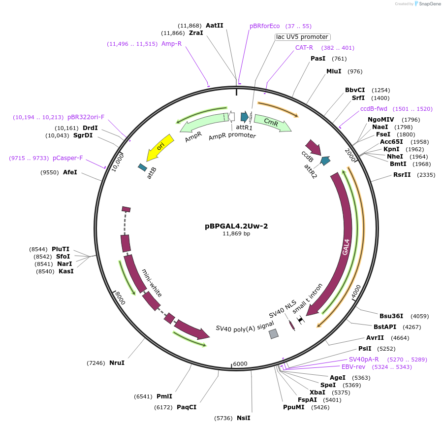 26227-plasmid-map-sequence-id-12331