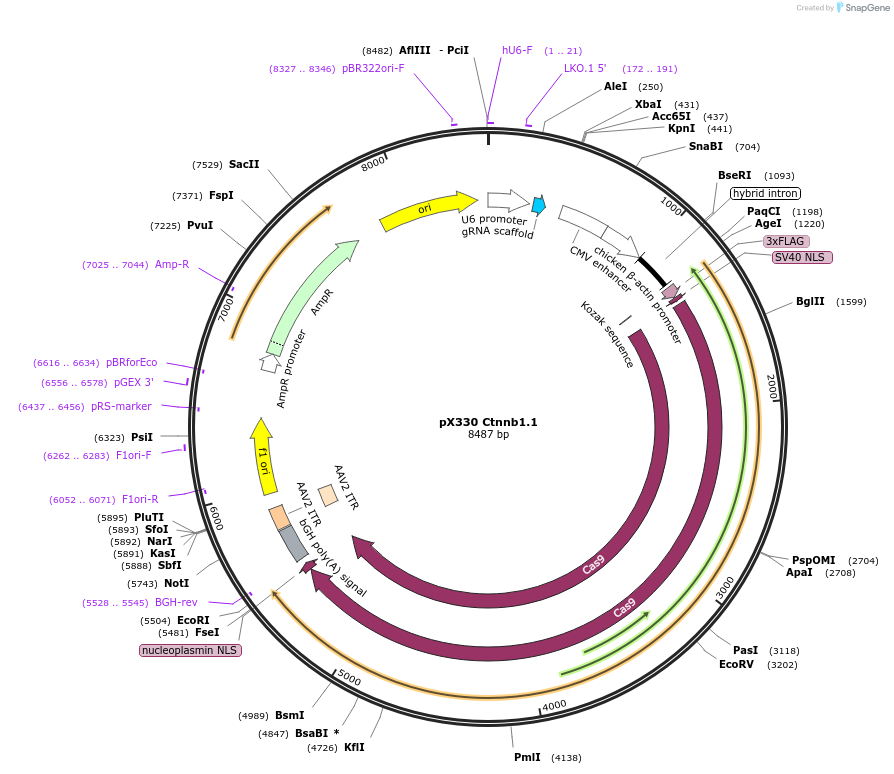 59911-plasmid-map-sequence-id-123316