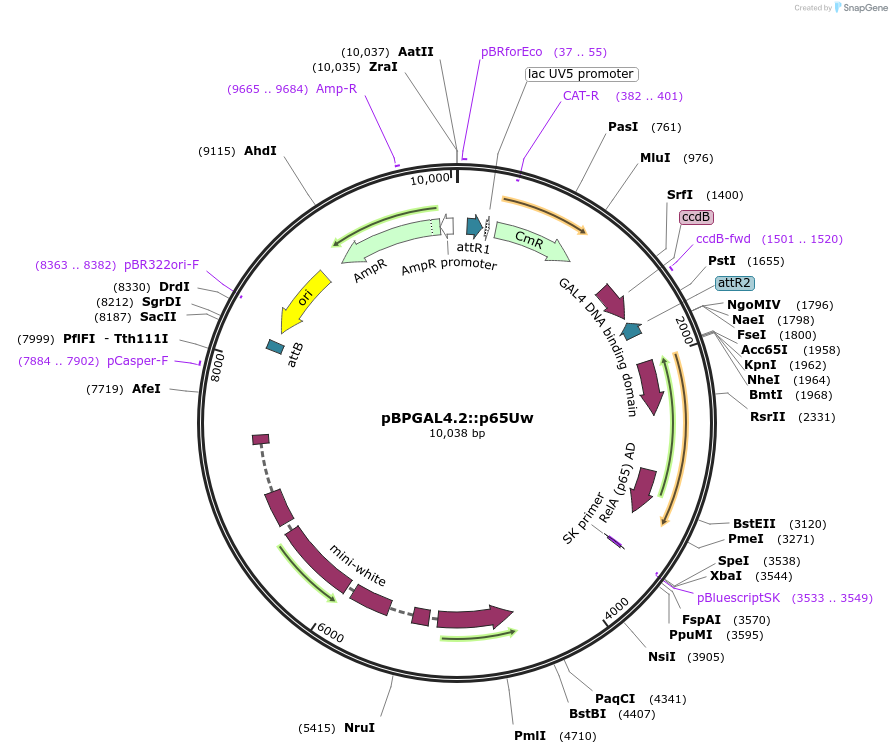 26229-plasmid-map-sequence-id-12333