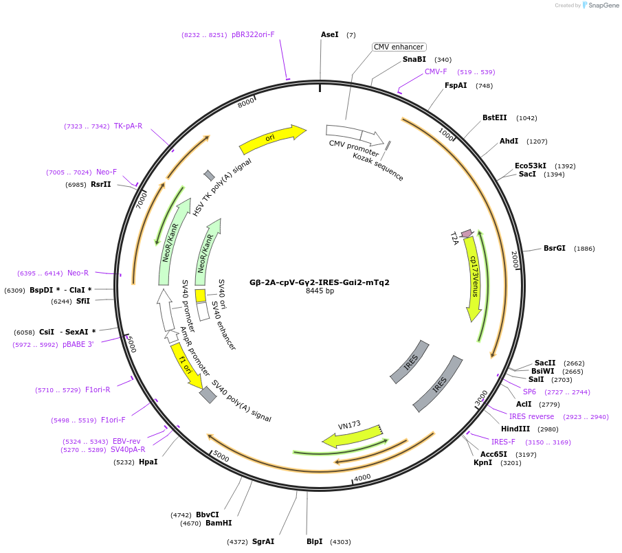 69624-plasmid-map-sequence-id-123358