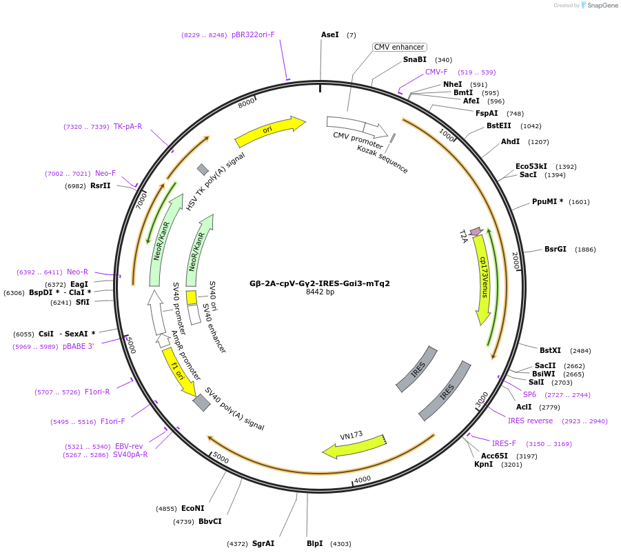69625-plasmid-map-sequence-id-123359