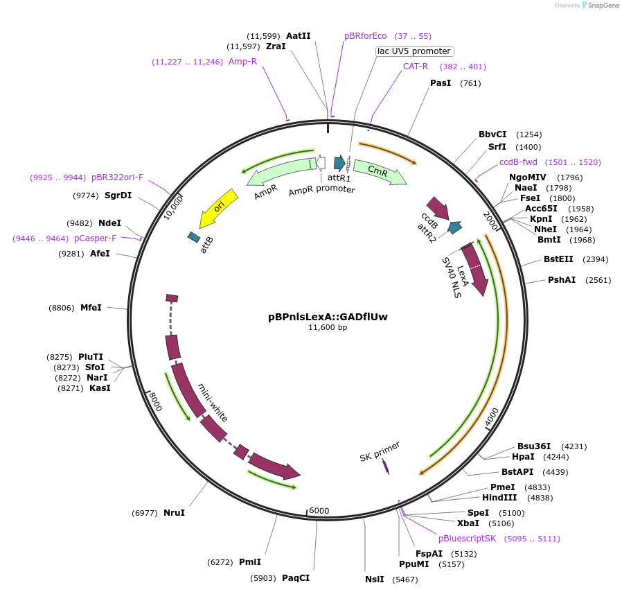 26232-plasmid-map-sequence-id-12336