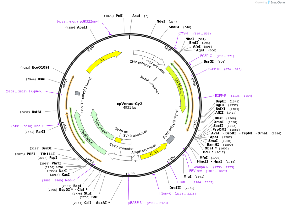 69626-plasmid-map-sequence-id-123360