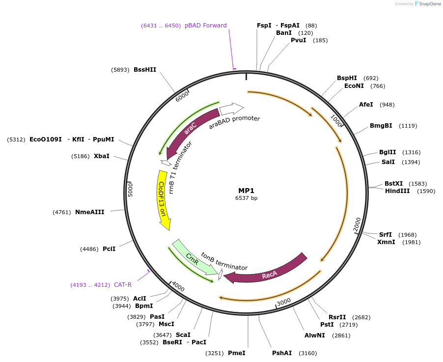 69627-plasmid-map-sequence-id-123367