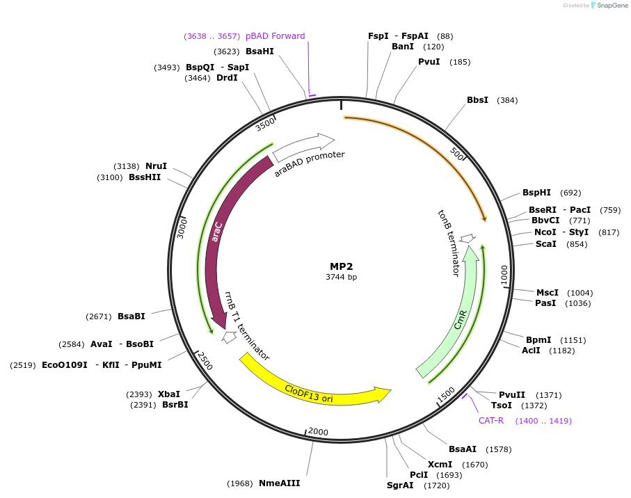 69628-plasmid-map-sequence-id-123368