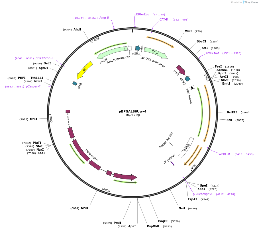 26235-plasmid-map-sequence-id-12339