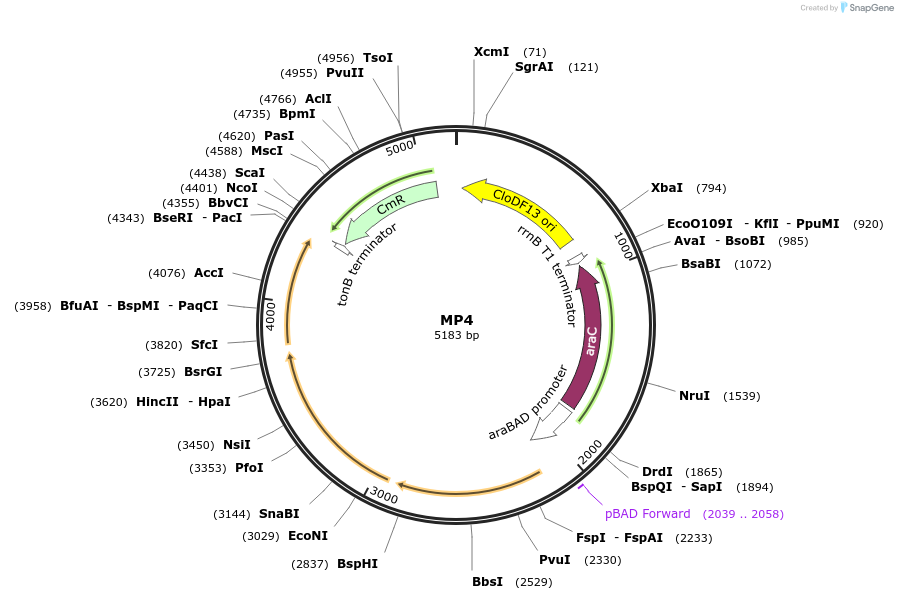 69652-plasmid-map-sequence-id-123392
