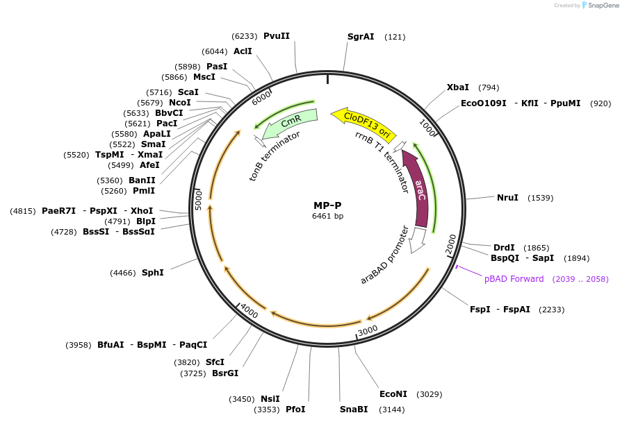 69661-plasmid-map-sequence-id-123401