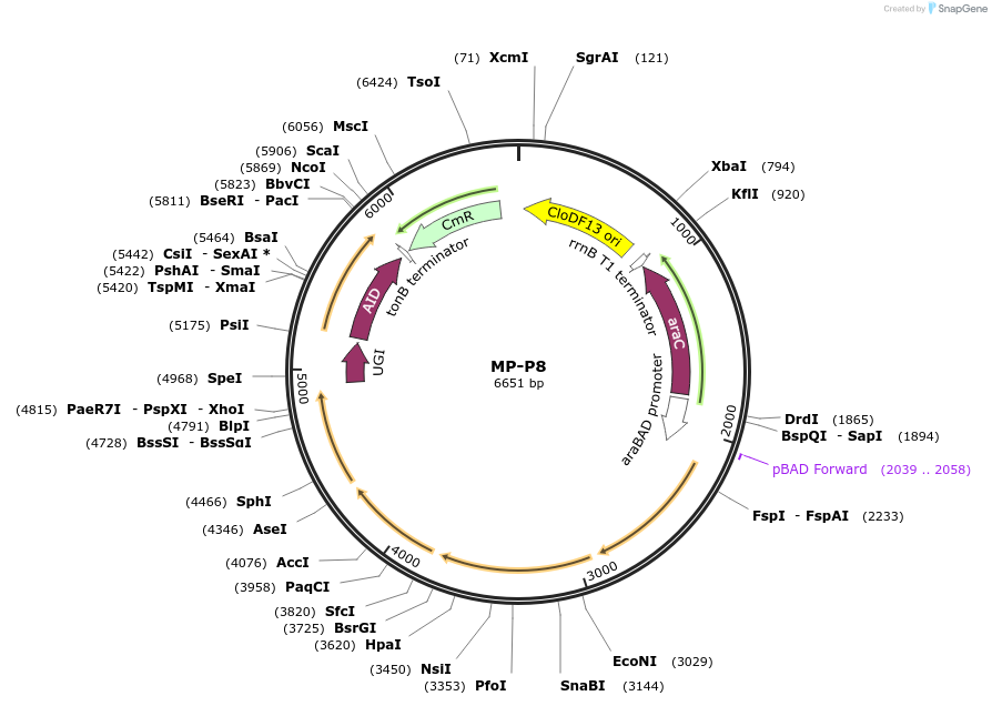 69667-plasmid-map-sequence-id-123407