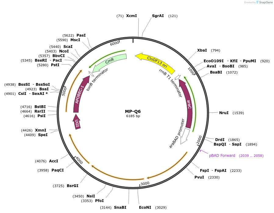 69676-plasmid-map-sequence-id-123416