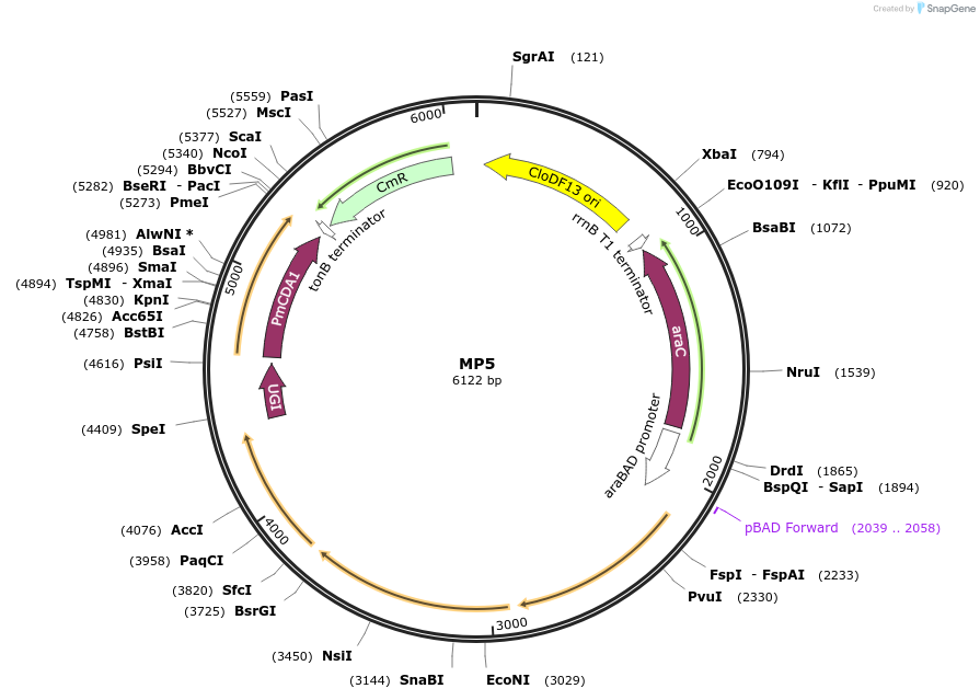 69677-plasmid-map-sequence-id-123417