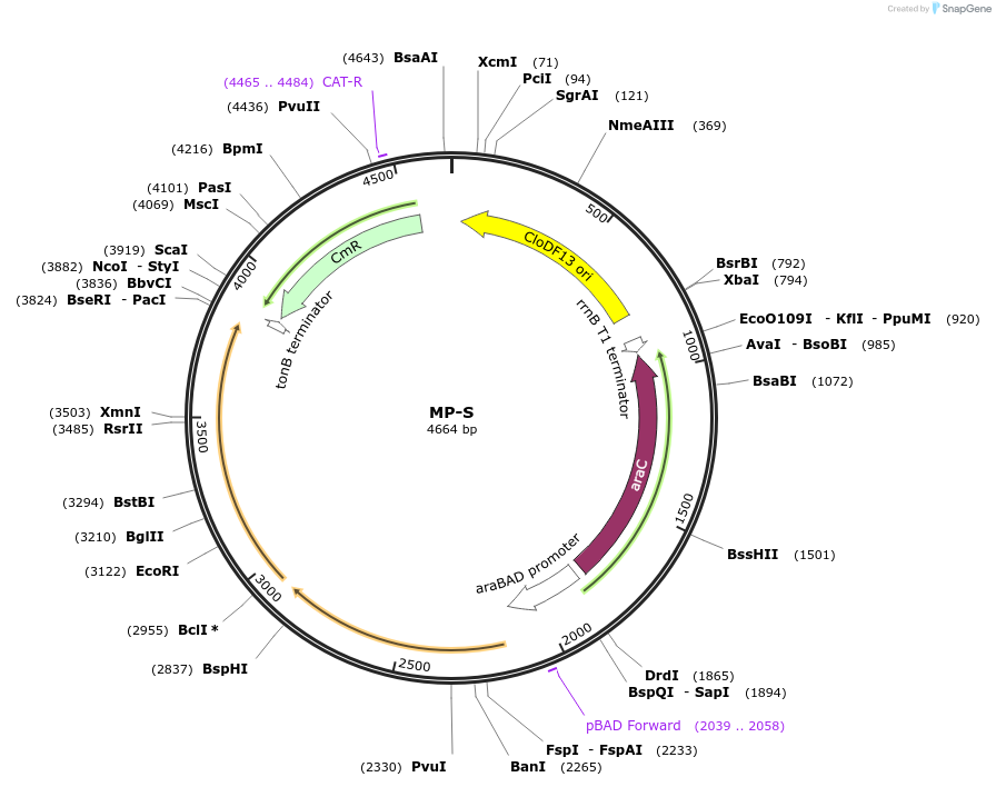 69690-plasmid-map-sequence-id-123430