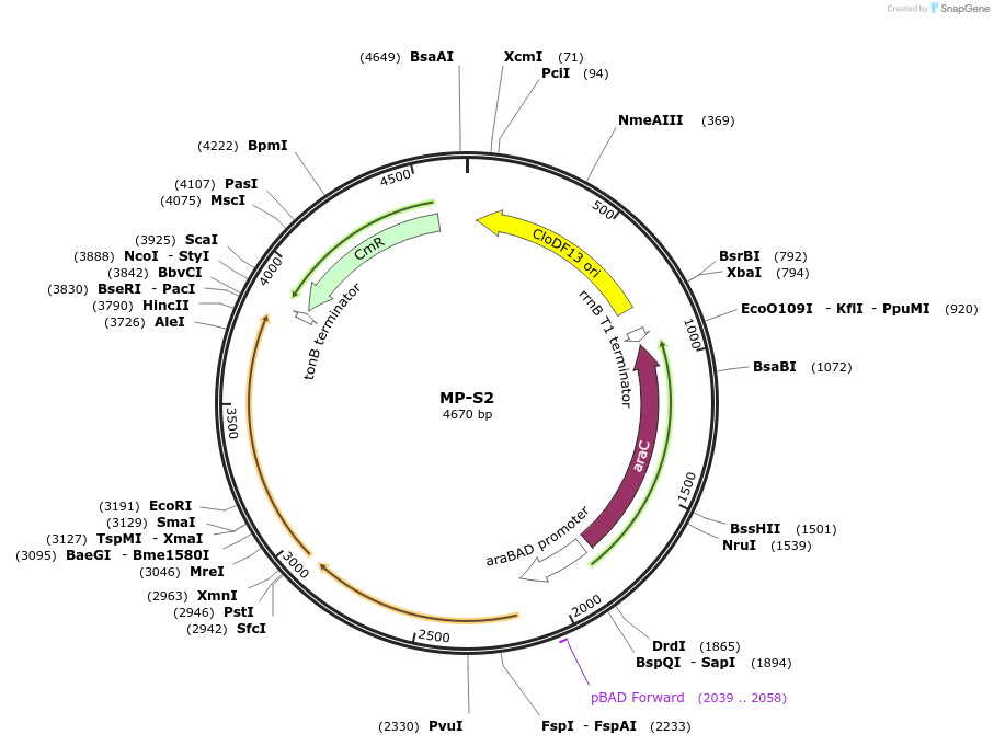 69691-plasmid-map-sequence-id-123431