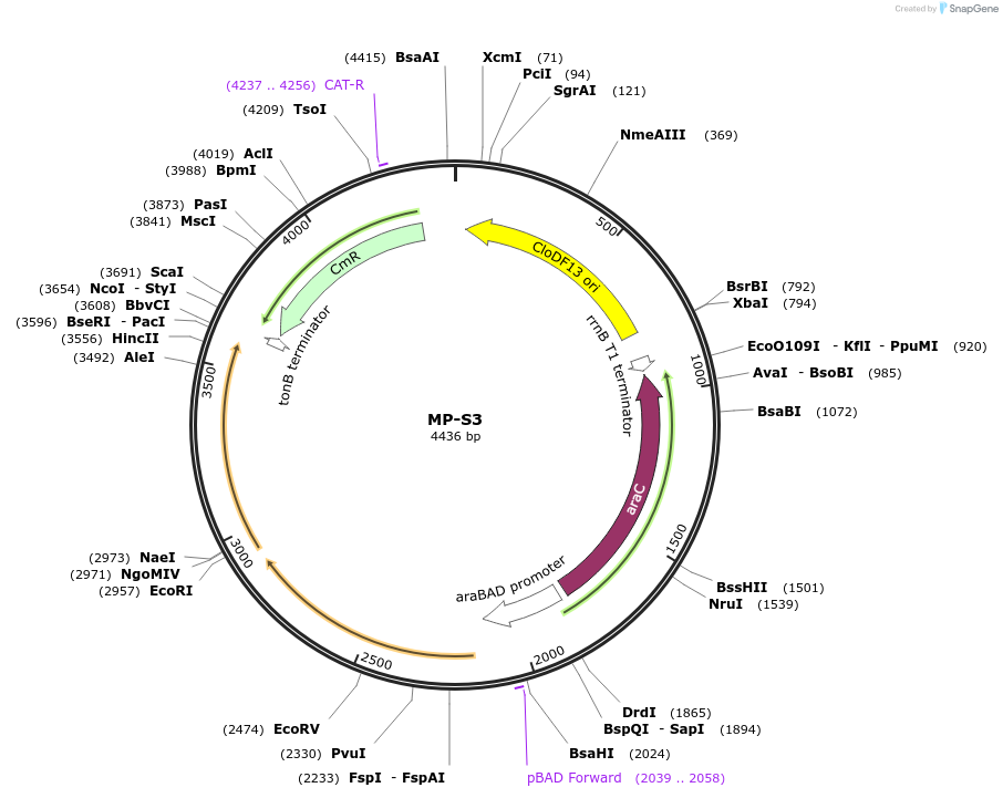 69692-plasmid-map-sequence-id-123432