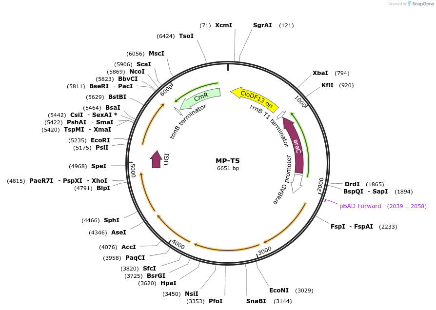 69697-plasmid-map-sequence-id-123437