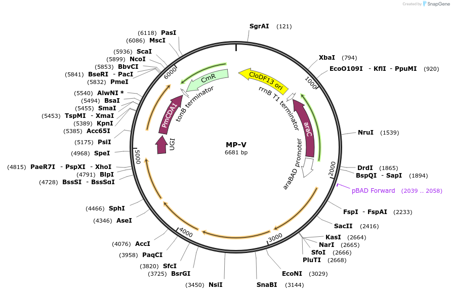 69703-plasmid-map-sequence-id-123443